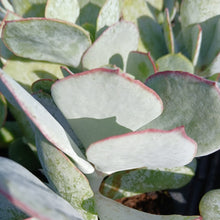 Load image into Gallery viewer, Cotyledon orbiculata -Silver Pads(3 Plants)
