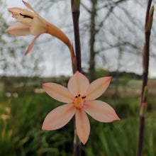 Load image into Gallery viewer, Watsonia meriana Antique (3 Bulbs)
