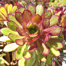 Load image into Gallery viewer, Aeonium Collection (15 Young Plants)
