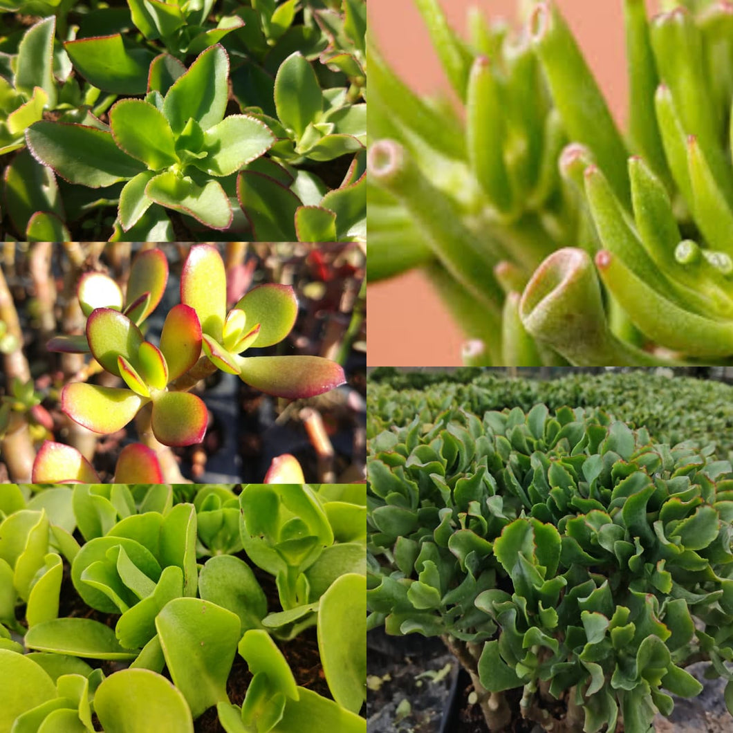 Crassula Collection (15 Young Plants)