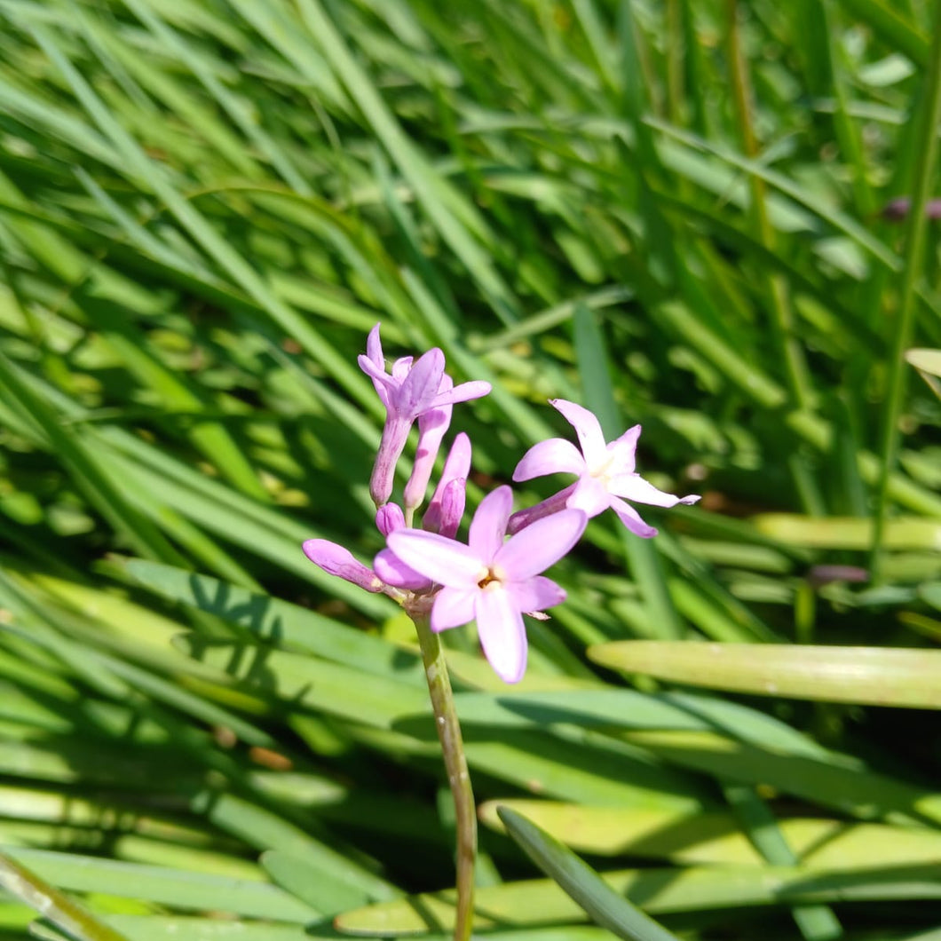 Tulbaghia violacea Kilimanjaro