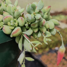 Load image into Gallery viewer, Cotyledon pendens (Cliff Cotyledon) (3 Plants)
