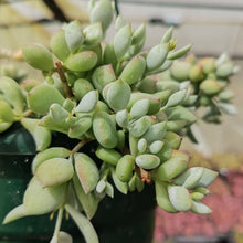 Load image into Gallery viewer, Cotyledon pendens (Cliff Cotyledon) (3 Plants)
