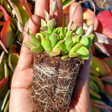 Load image into Gallery viewer, Anacampseros rufescens (3 Plants)
