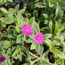 Load image into Gallery viewer, Aptenia cordifolia (3 Plants)
