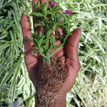 Load image into Gallery viewer, Aptenia cordifolia (3 Plants)
