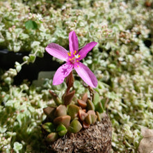 Load image into Gallery viewer, Anacampseros rufescens (3 Plants)
