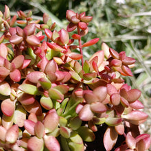 Load image into Gallery viewer, Crassula Red Shore (3 Plants)
