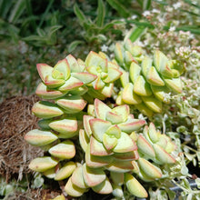 Load image into Gallery viewer, Crassula rupestris  (3 Plants)
