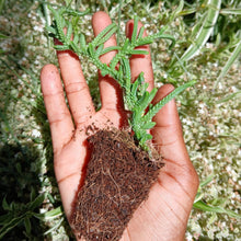 Load image into Gallery viewer, Crassula Rastafari (3 Plants)
