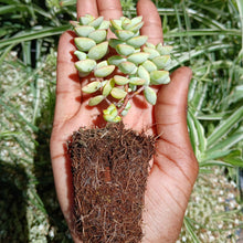 Load image into Gallery viewer, Crassula rupestris  (3 Plants)
