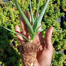 Load image into Gallery viewer, Aloiampelos tenuior yellow (3 Plants)
