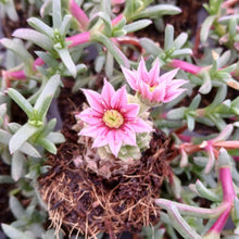 Load image into Gallery viewer, Sempervivum Purple Fluff (3 Plants)
