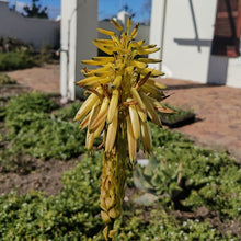 Load image into Gallery viewer, Aloe arborescens Phillip Le Roux (3 Plants)
