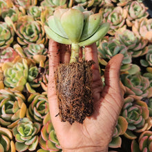 Load image into Gallery viewer, Echeveria Alberta (3 Plants)
