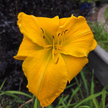 Load image into Gallery viewer, Daylily Gainsford Gold
