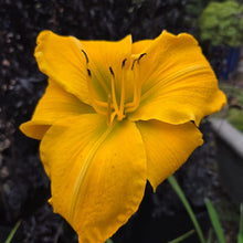 Load image into Gallery viewer, Daylily Gainsford Gold
