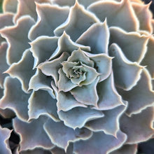 Load image into Gallery viewer, Echeveria Guadalajara (3 Plants)
