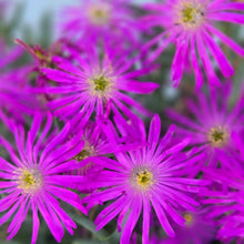 Load image into Gallery viewer, Lamparathus large Purple (3 YOUNG Plants)
