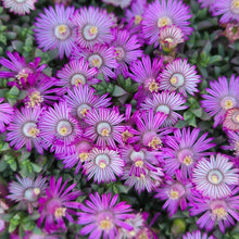 Load image into Gallery viewer, Ruschia lineolata (3 Plants)
