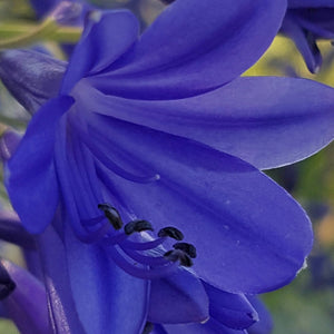 Agapanthus Big Ben