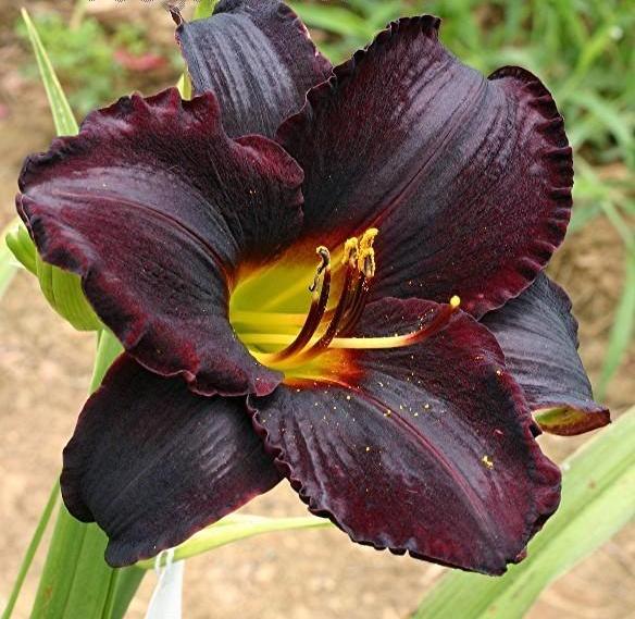 Daylilies - Black Ambriosa  (Limited)