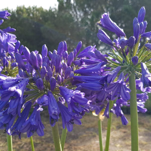 Agapanthus Praecox Blue Bayou