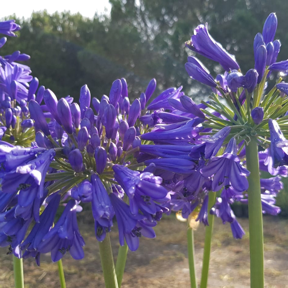 Agapanthus Praecox Blue Bayou