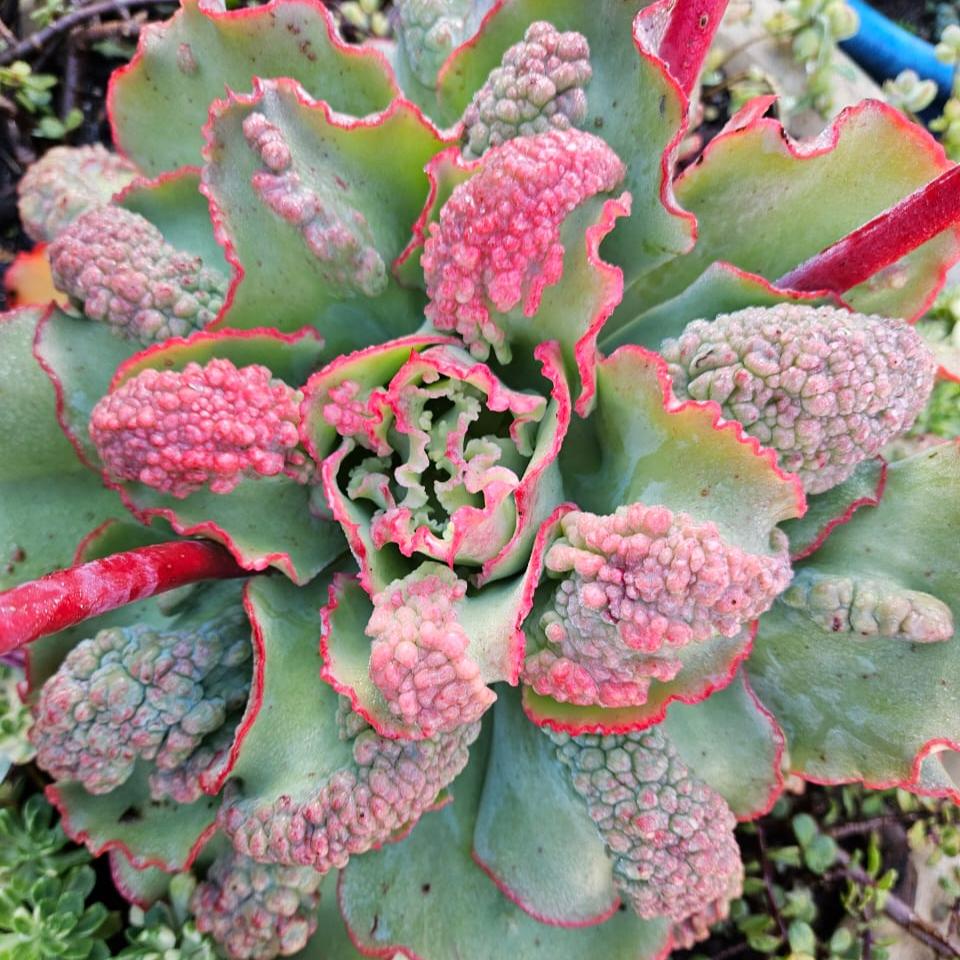 Echeveria Can Can (3 Plants)