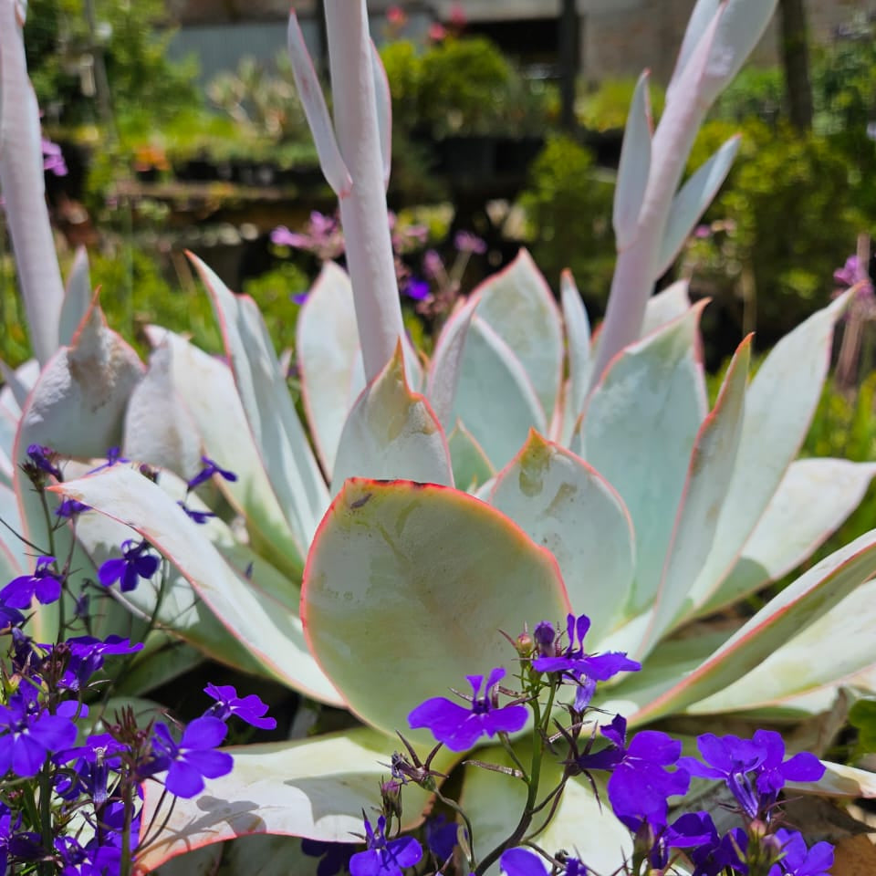 Echeveria Cante Madison (1 Plant) RARE