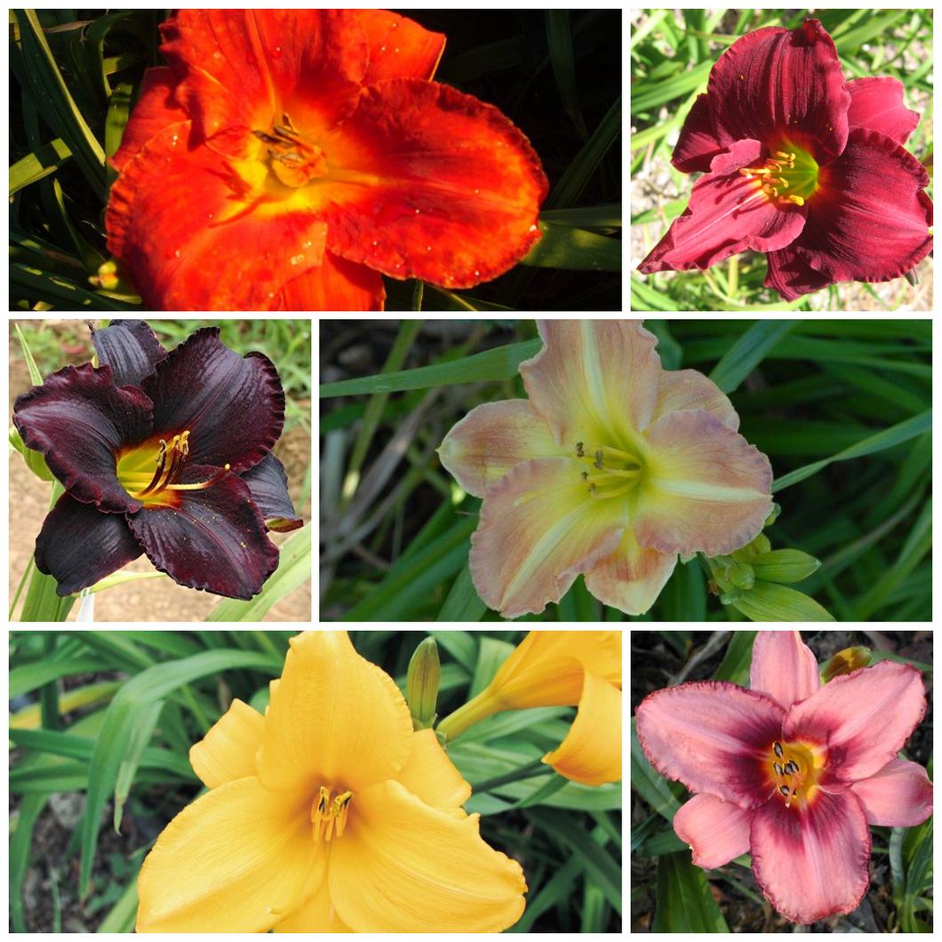 Daylily - COMBO 1 (6 Plants)