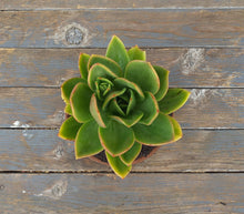 Load image into Gallery viewer, Echeveria Desert Jewel (3 Plants) (Copy)
