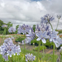 Load image into Gallery viewer, Agapanthus Full Moon
