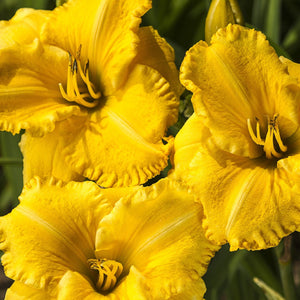 Daylilies - Lario Big Time