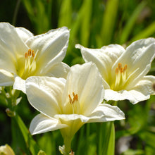 Load image into Gallery viewer, Daylily - Moment of Truth
