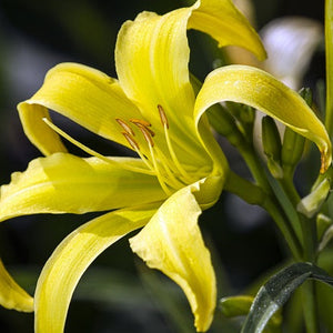 Daylilies - Our Mantise