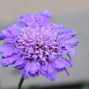 Scabiosa Butterfly pink (1 plants)