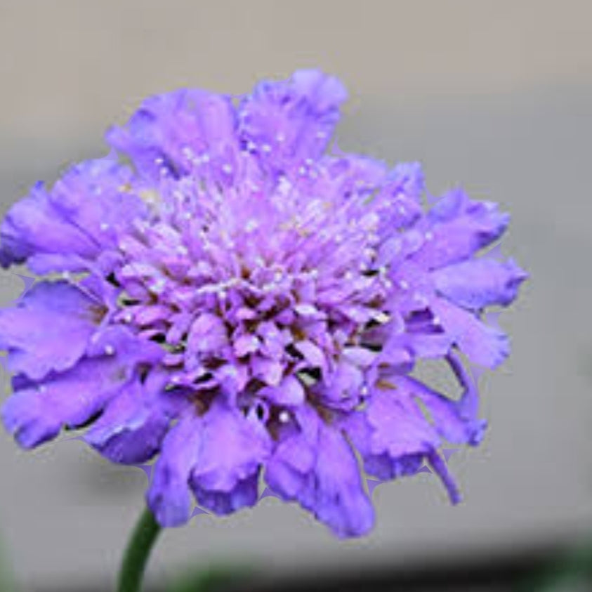 Scabiosa Butterfly pink (1 plants)