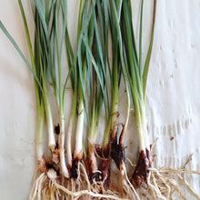 Load image into Gallery viewer, Tulbaghia violacea Pearl
