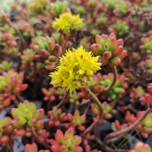 Sedum rubrotinctum Jelly Beans (3 Plants)