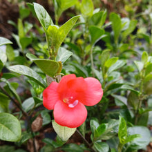Load image into Gallery viewer, Barleria repens rosea (3Plants)
