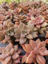 Load image into Gallery viewer, Sedum adolphii brown (3 Plants)
