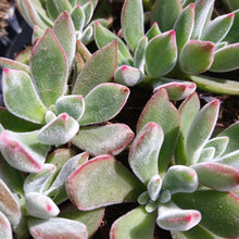 Load image into Gallery viewer, Echeveria Set Oliver (3 Plants)9
