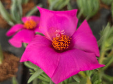 Load image into Gallery viewer, Portulaca Giant Pink (3 Plants)
