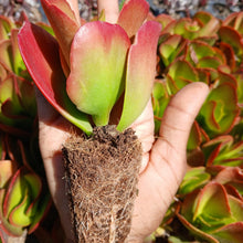 Load image into Gallery viewer, Kalanchoe Mambo (3 Plants)
