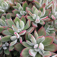Load image into Gallery viewer, Echeveria Set Oliver (3 Plants)9
