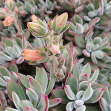 Load image into Gallery viewer, Echeveria Set Oliver (3 Plants)9
