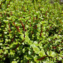 Load image into Gallery viewer, Portulacaria afra - Little Jim (3 Plants)
