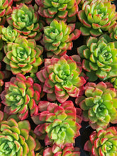 Load image into Gallery viewer, Sedeveria Letizia (3 Plants)
