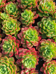 Sedeveria Letizia (3 Plants)